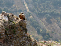 Buitre leonado habitante de los Mallos de Riglos