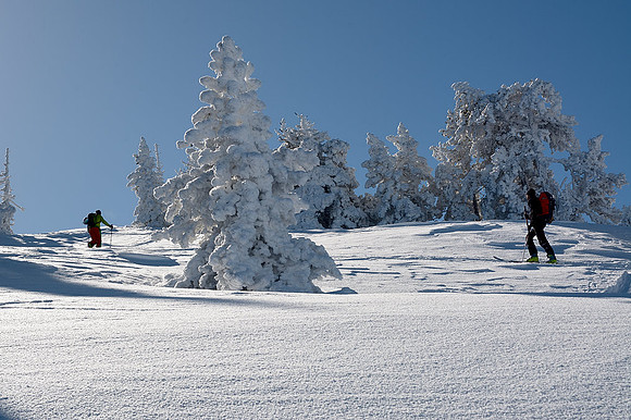 Hacia el Mail d´Eygarry entre pinos negros retacados de nieve