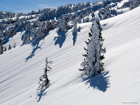 Pinos tapizados de nieve