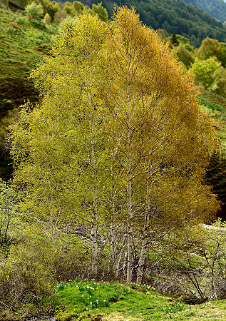 Varios abedules, Betula pendula, forman conjunto junto a unos Narcisos.