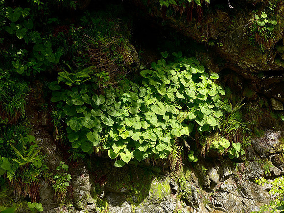 En el umbrío cauce de la Gorgas del Bitet un rayo de Sol ilumina estas plantas de hoja grande, probablemente Adenostyles alliariae.