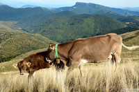 Amor de vaca