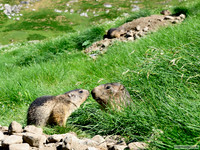 El hierático amor materno-filial de las marmotas