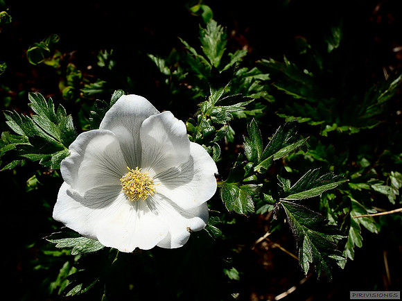Flor del viento