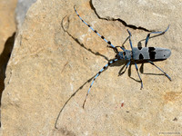 Rosalia alpina, el coleóptero azul.