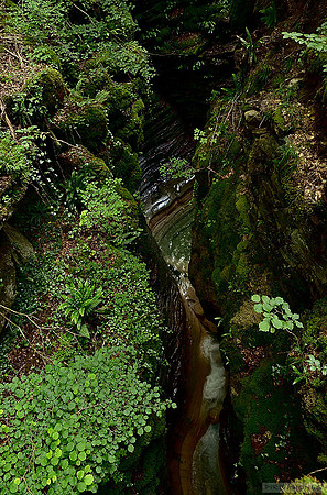 El oscuro y húmedo estrecho del Barranco Forcos, insólito en el seco, amplio y luminoso Sobrepuerto.