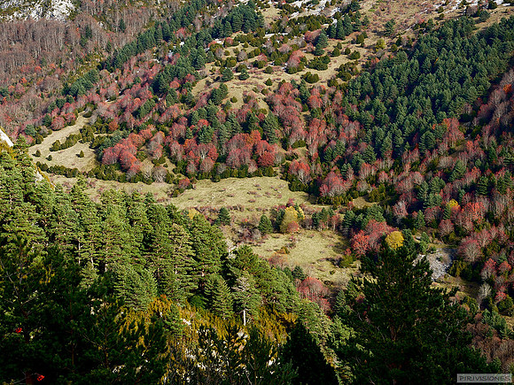 El rojo persistente de los serbales