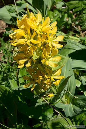 La amarga Genciana amarilla