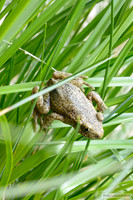 Un pequeño sapillo en la alta montaña