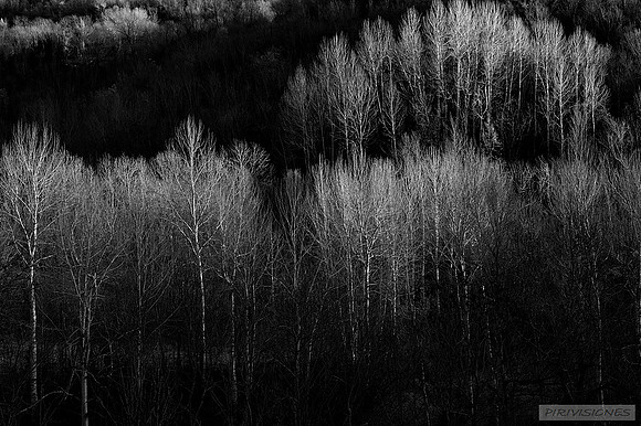 Bosquete de Tremoletas