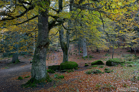 Camino de Otoño