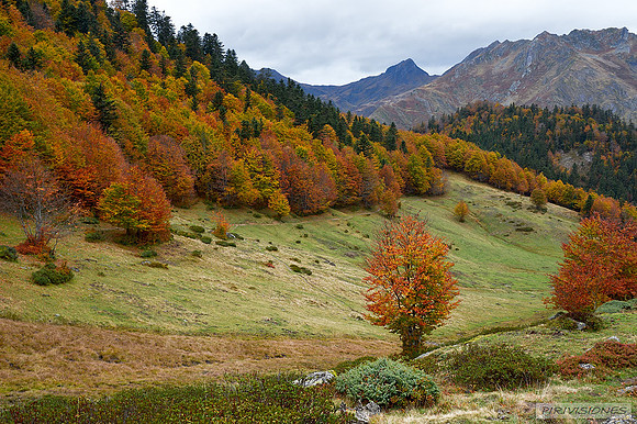 Otoño en el Plaa de la Quebe
