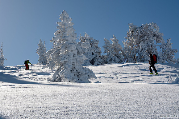 Hacia el Mail d´Eygarry entre pinos negros retacados de nieve