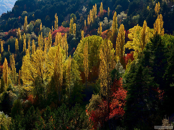 Chopos a contraluz en Otoño