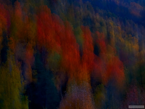 .... y el bosque perdió la luz