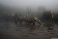 Caballos en la niebla