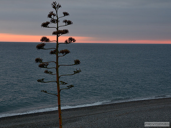 Flor de pita al atardecer