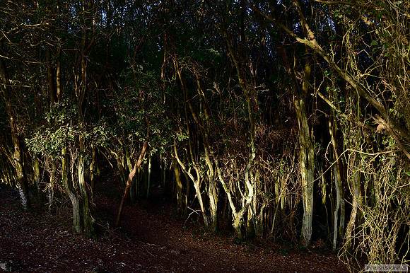 Espeso bosque de laurel en el Monte Buciero