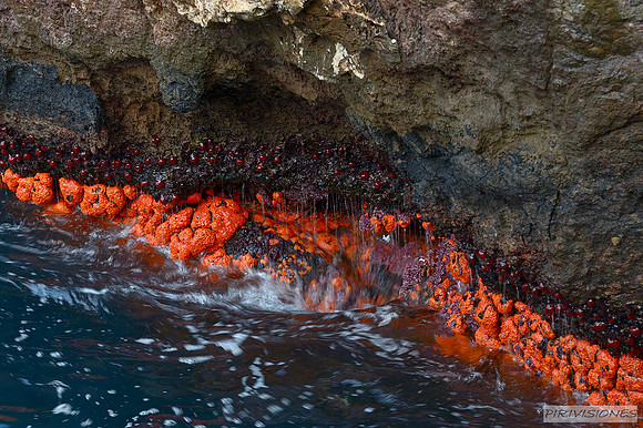 Falso coral naranja