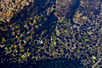 Erizos de Irpuntxa II