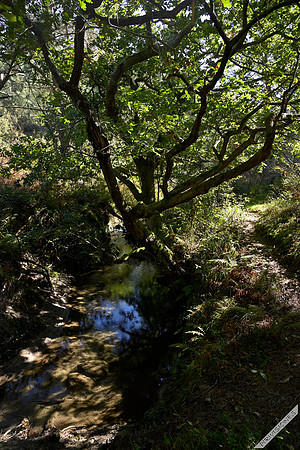 Roble en Erentzingo Erreka