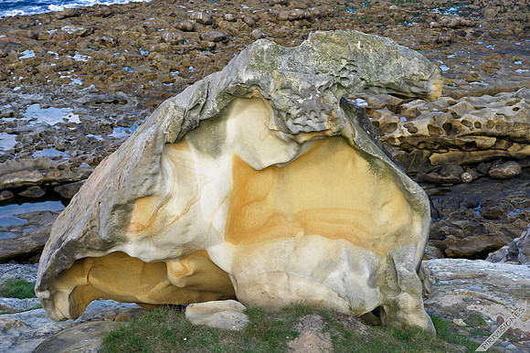 Buitre pétreo