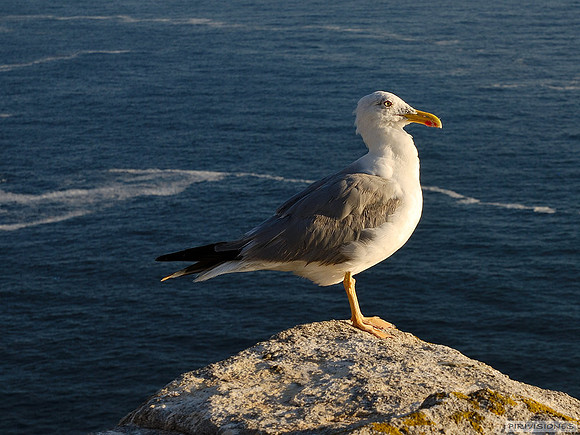 Gaviota vieja