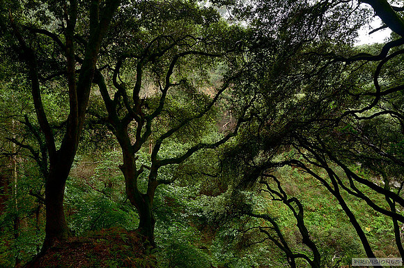 Bosque relicto antlántico de encinas