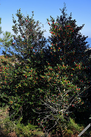 Acebos del Golfo de Vizcaya