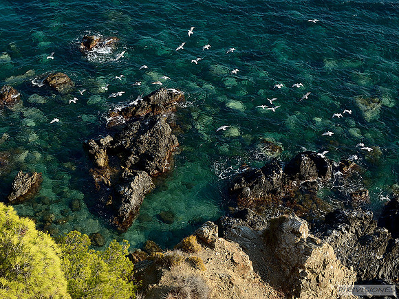 Gaviotas en la Cala del Pino