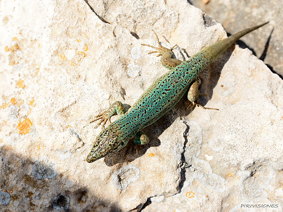 Lagartija de las Pitiusas