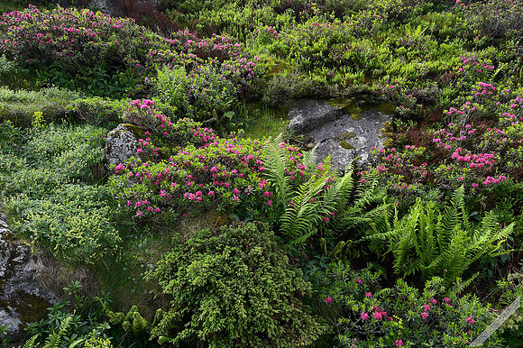 Jardín natural