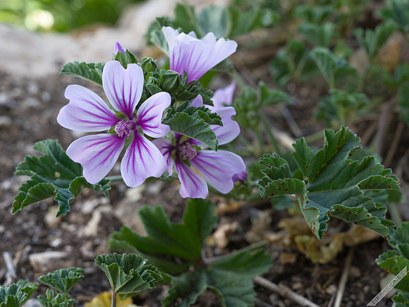 Malva sylvestris