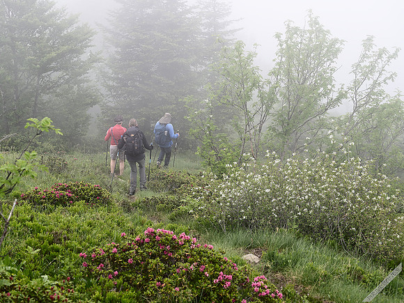 Entramos en el bosque mágico
