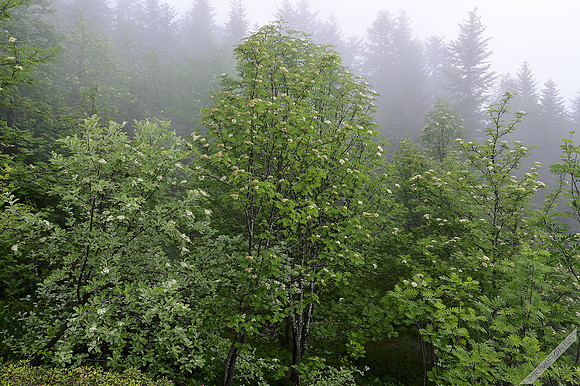 Serbales en el Bois des Pisés
